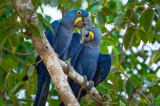 Pantanal